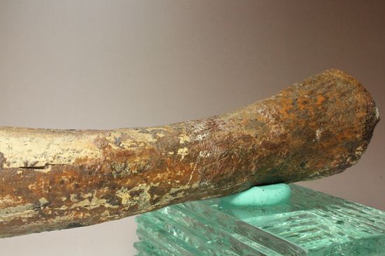 ランベオサウルスの腕の骨化石（その4）