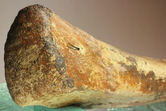 ランベオサウルスの腕の骨化石（その6）