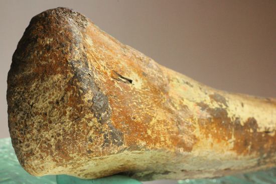 ランベオサウルスの腕の骨化石(その6)