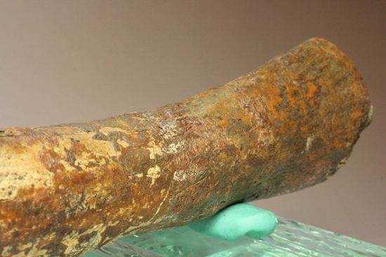 ランベオサウルスの腕の骨化石(その8)