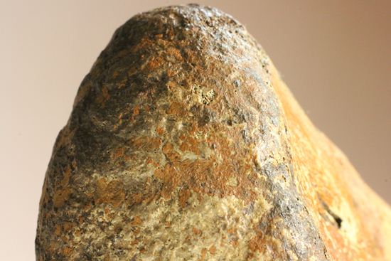 ランベオサウルスの腕の骨化石(その9)