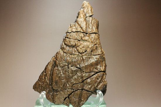 トリケラトプスの極上フリル化石（その14）