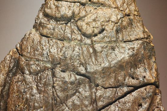 トリケラトプスの極上フリル化石（その16）