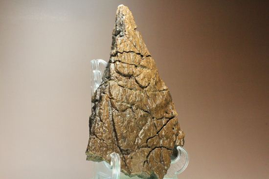 トリケラトプスの極上フリル化石（その17）