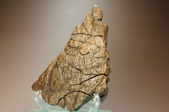 トリケラトプスの極上フリル化石（その18）