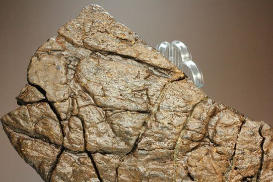 トリケラトプスの極上フリル化石（その2）