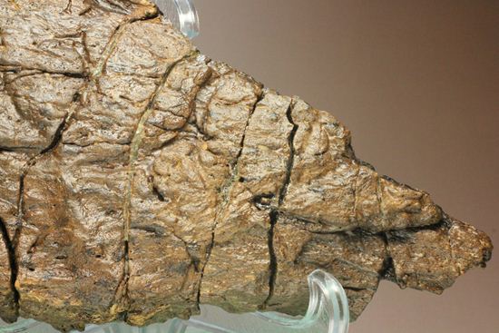 トリケラトプスの極上フリル化石（その3）