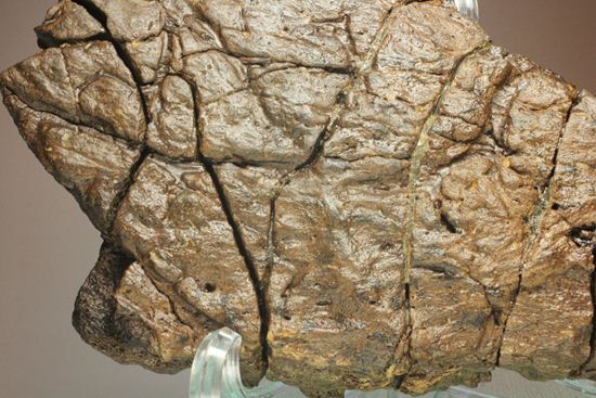 トリケラトプスの極上フリル化石（その4）