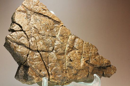 トリケラトプスの極上フリル化石（その5）
