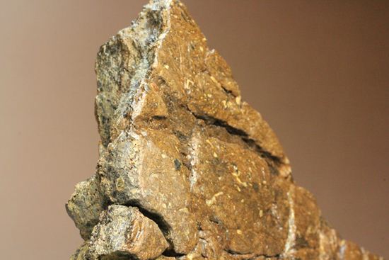 トリケラトプスの極上フリル化石（その7）