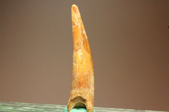 5.5センチの鋭い歯！シロッコプテリクスの歯化石（その11）
