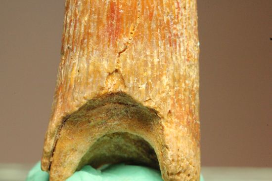 5.5センチの鋭い歯！シロッコプテリクスの歯化石（その12）
