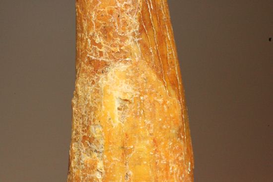 5.5センチの鋭い歯！シロッコプテリクスの歯化石（その14）