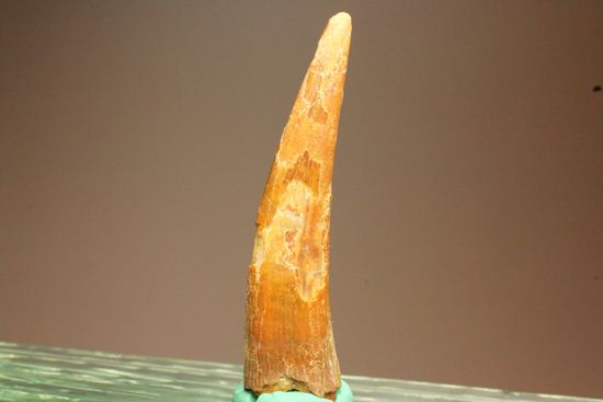 5.5センチの鋭い歯！シロッコプテリクスの歯化石（その16）