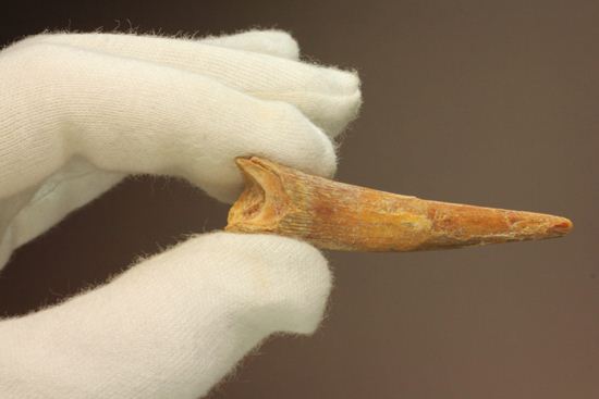 5.5センチの鋭い歯！シロッコプテリクスの歯化石（その17）