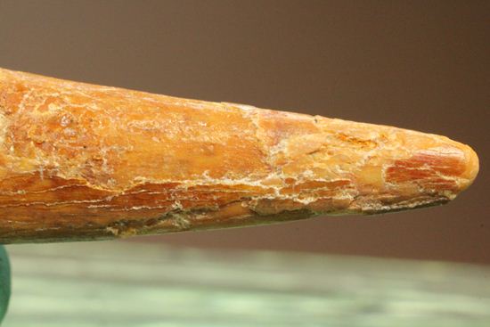 5.5センチの鋭い歯！シロッコプテリクスの歯化石（その2）