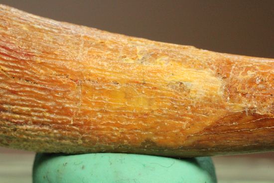5.5センチの鋭い歯！シロッコプテリクスの歯化石（その3）