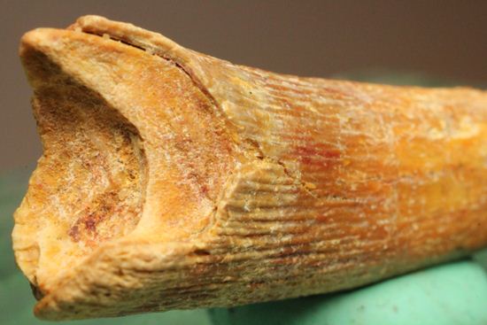 5.5センチの鋭い歯！シロッコプテリクスの歯化石（その6）