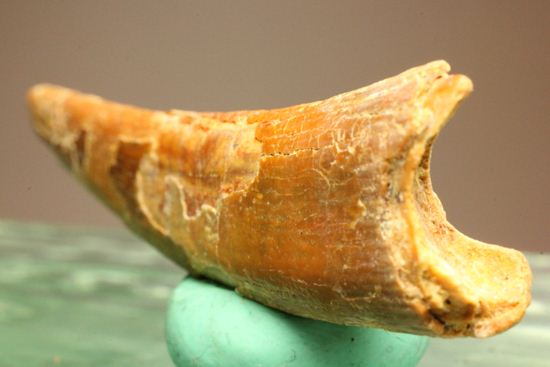 5.5センチの鋭い歯！シロッコプテリクスの歯化石（その9）