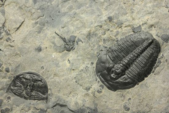 5億年前の海をのぞいてみよう！ハイクオリティー！三葉虫エルラシアキンギのマルチプレート（その10）