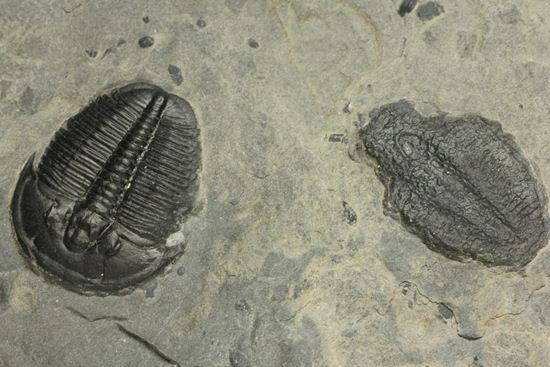5億年前の海をのぞいてみよう！ハイクオリティー！三葉虫エルラシアキンギのマルチプレート（その15）