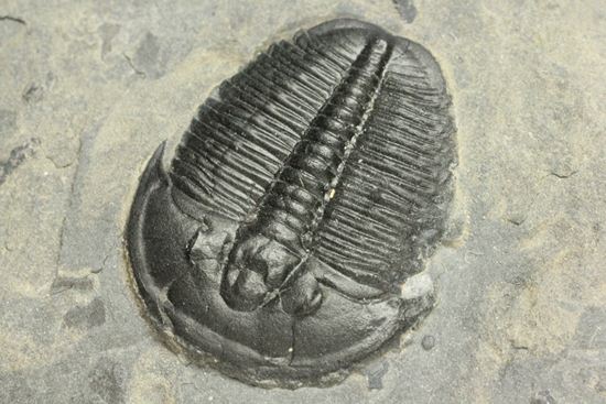 5億年前の海をのぞいてみよう！ハイクオリティー！三葉虫エルラシアキンギのマルチプレート（その16）