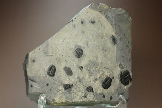 5億年前の海をのぞいてみよう！ハイクオリティー！三葉虫エルラシアキンギのマルチプレート（その5）