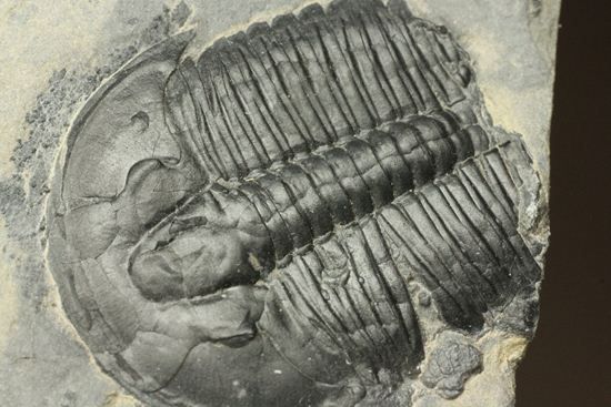5億年前の海をのぞいてみよう！ハイクオリティー！三葉虫エルラシアキンギのマルチプレート（その9）