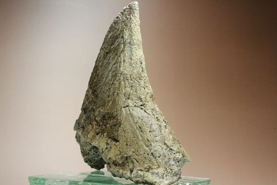 精巧で重い!トリケラトプスノーズホーン(角)のレプリカ(その10)