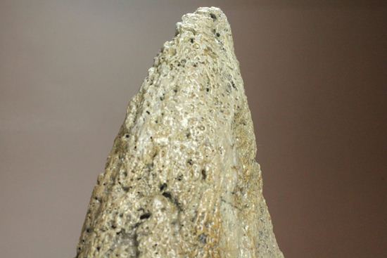 精巧で重い!トリケラトプスノーズホーン(角)のレプリカ(その16)