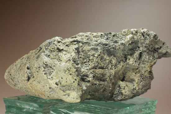 精巧で重い!トリケラトプスノーズホーン(角)のレプリカ(その19)