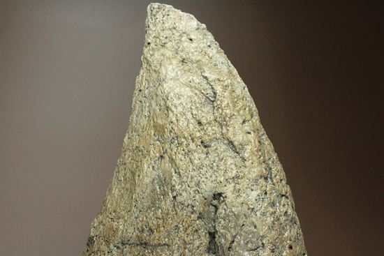 精巧で重い!トリケラトプスノーズホーン(角)のレプリカ(その2)