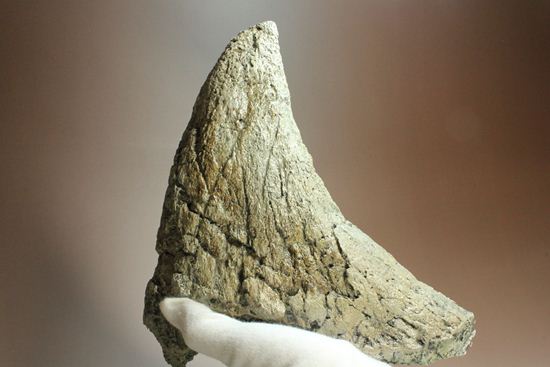 精巧で重い!トリケラトプスノーズホーン(角)のレプリカ(その20)