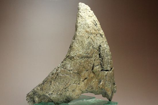 精巧で重い!トリケラトプスノーズホーン(角)のレプリカ(その8)