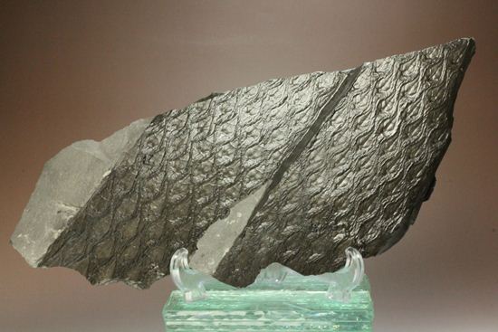 珍しい！巨大な古代植物・レピドデンドロンのプレート化石（その1）