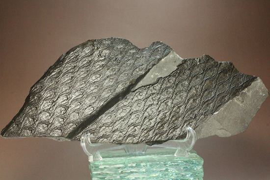 珍しい!巨大な古代植物・レピドデンドロンのプレート化石(その10)