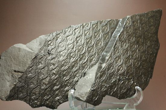 珍しい！巨大な古代植物・レピドデンドロンのプレート化石（その13）