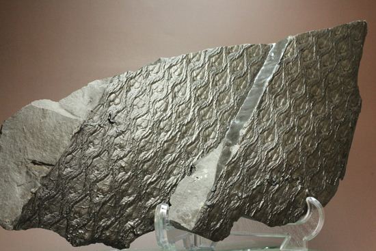 珍しい!巨大な古代植物・レピドデンドロンのプレート化石(その13)