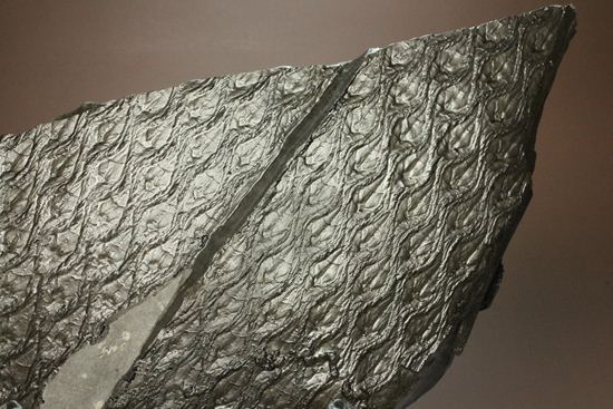 珍しい!巨大な古代植物・レピドデンドロンのプレート化石(その2)
