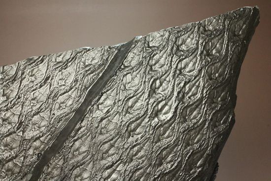 珍しい!巨大な古代植物・レピドデンドロンのプレート化石(その3)