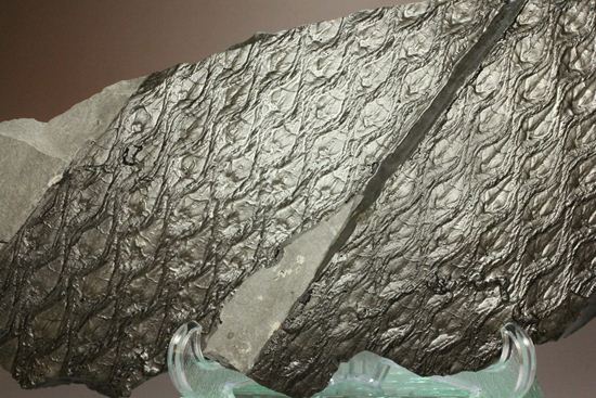 珍しい！巨大な古代植物・レピドデンドロンのプレート化石（その4）