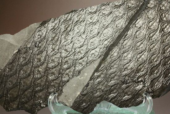珍しい!巨大な古代植物・レピドデンドロンのプレート化石(その4)