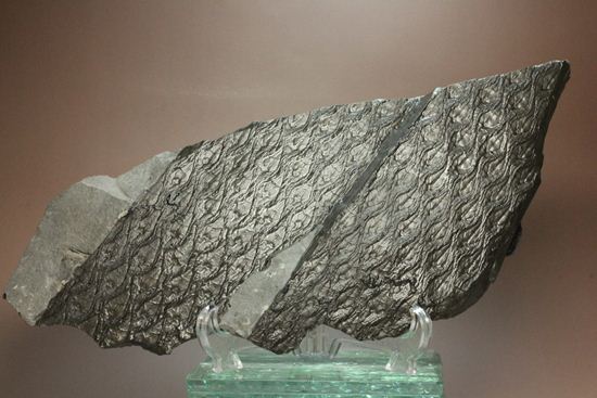 珍しい！巨大な古代植物・レピドデンドロンのプレート化石（その5）