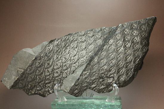 珍しい!巨大な古代植物・レピドデンドロンのプレート化石(その5)