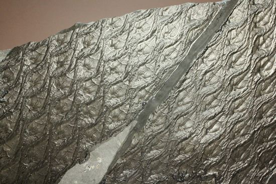 珍しい!巨大な古代植物・レピドデンドロンのプレート化石(その6)