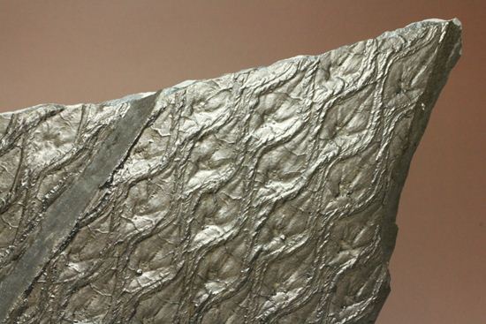 珍しい！巨大な古代植物・レピドデンドロンのプレート化石（その7）