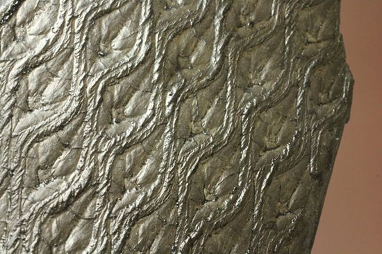 珍しい！巨大な古代植物・レピドデンドロンのプレート化石（その8）
