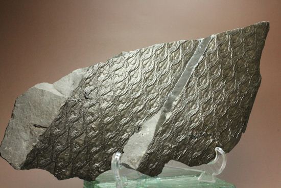 珍しい！巨大な古代植物・レピドデンドロンのプレート化石（その9）