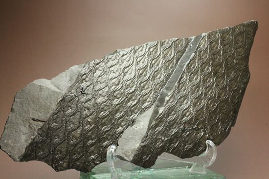 珍しい!巨大な古代植物・レピドデンドロンのプレート化石(その9)