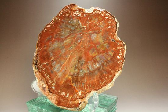 アリゾナ産 一級品 珪化木(ケイカボク)(その2)